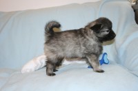 /album/fotogalerie-arkan-alias-modry/nemecky-vlci-spic-modry-917-jpg/